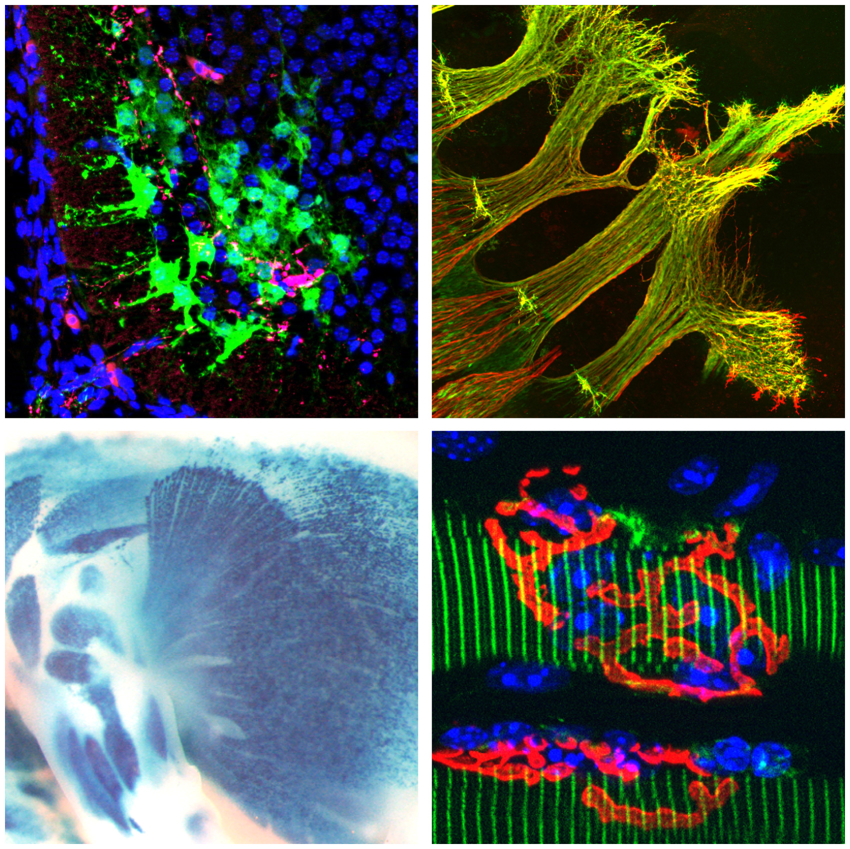 Helmbacher-IBDM-web2013-image-1