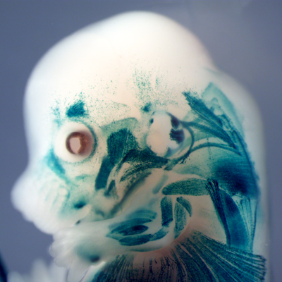 Muscles in E14 embryo